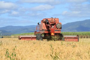 The current crop covers 11 hectares on a cane property in Palmyra, just outside Mackay.