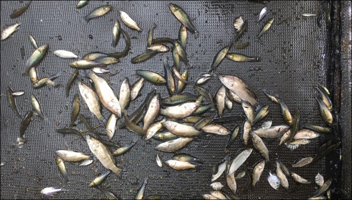 Barramundi impacted by Queensland fisheries waterway barrier works, caught using the fishway to migrate from the estuary to freshwater habitats.