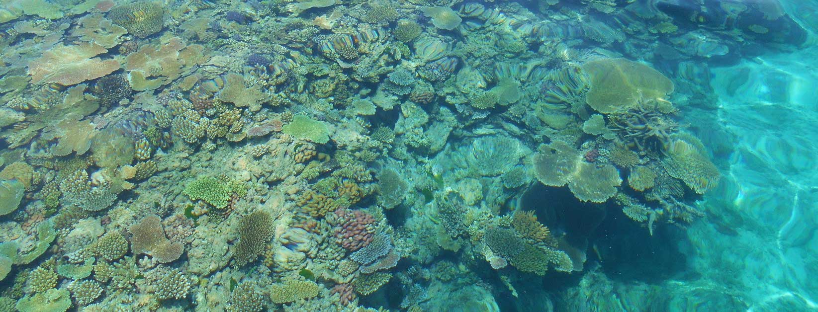 An artificial reef which it is hoped will restore coral reefs in the Great Barrier Reed area.